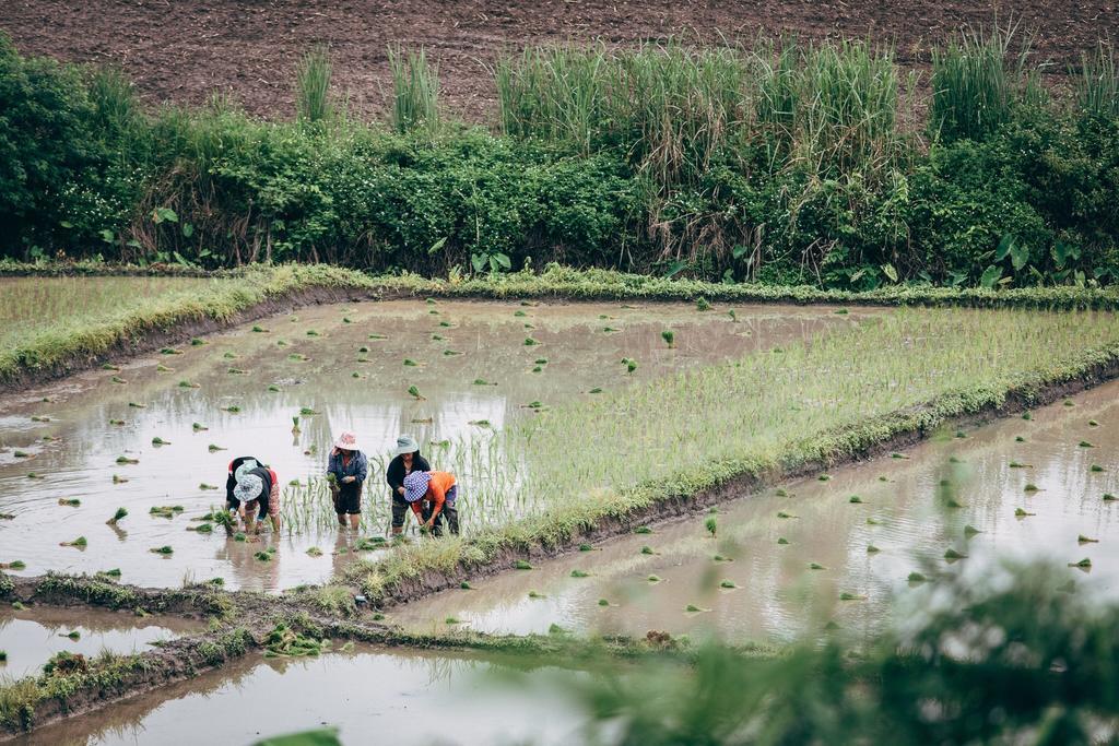 Phoomtada Homestay Wiang Pa Pao Buitenkant foto